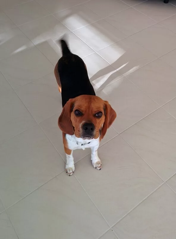 My pet dog - Watson